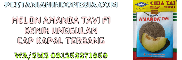 melon,amanda tavi,f1,bisi,cap kapal terbang,chia tai seed,pertanian indonesia